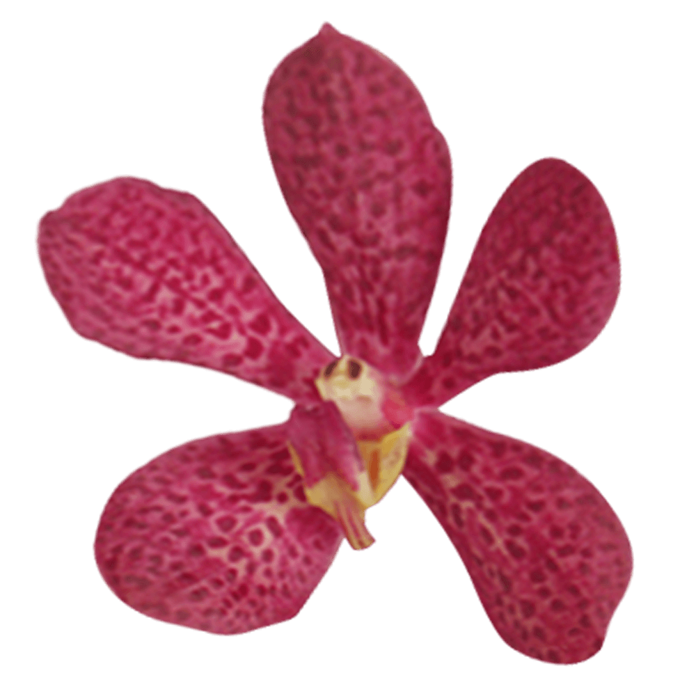 Fresh Cut Red Robin Mokara Orchids For Sale