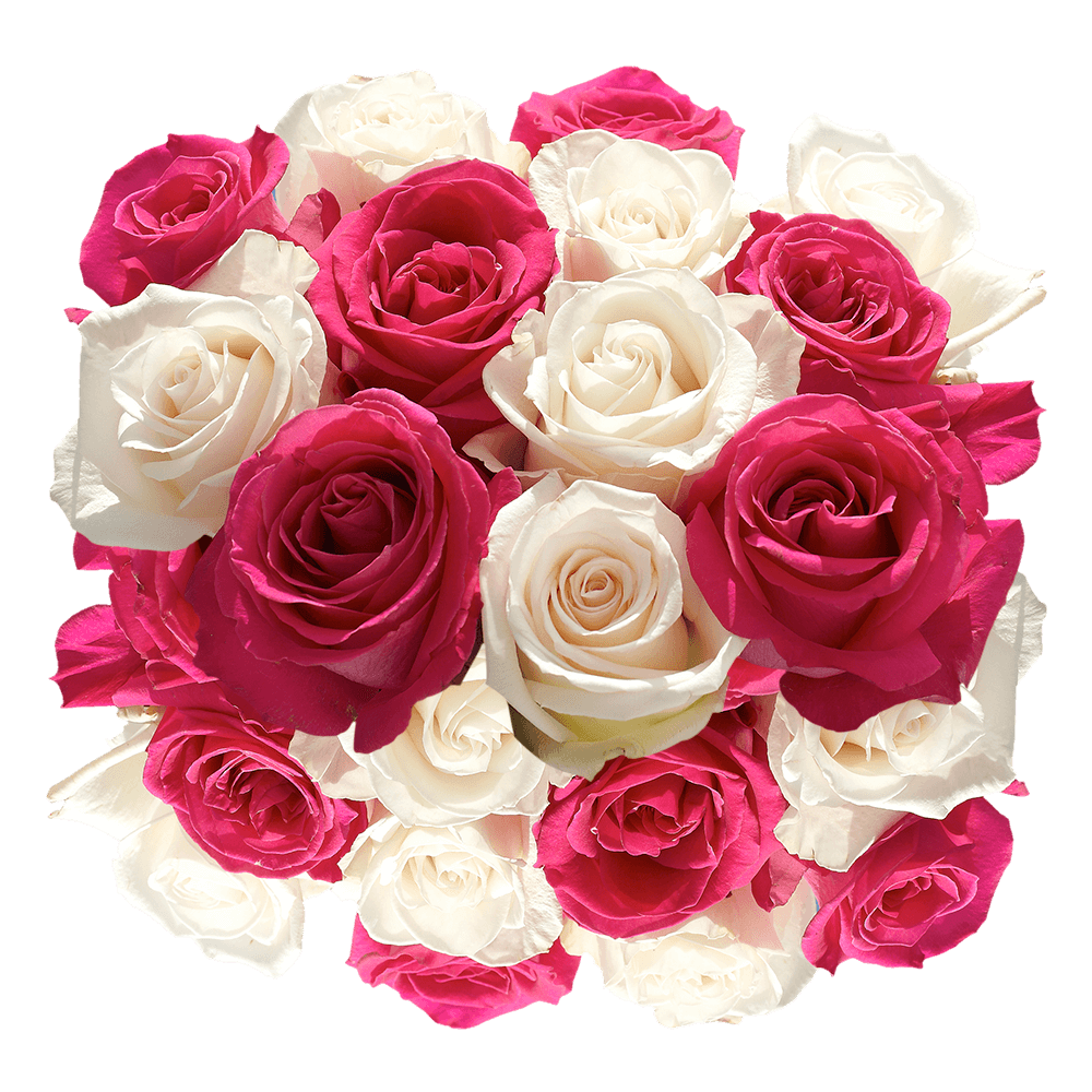 Fresh Cut Roses Hot Pink and White Blooms