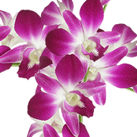 Orchids Sonnia 80 (QB) For Delivery to Essex_Junction, Vermont