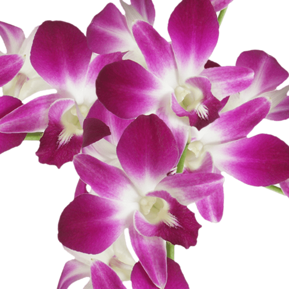 Fresh Cut Sonia Dendrobium Orchids For Sale