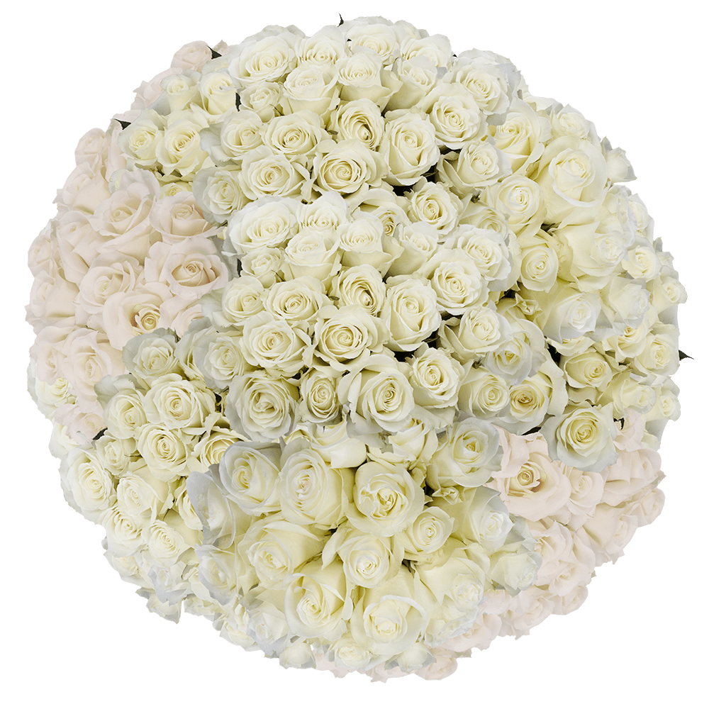 Choose Your Quantity of Solid White Color Roses For Delivery to Savannah, Georgia