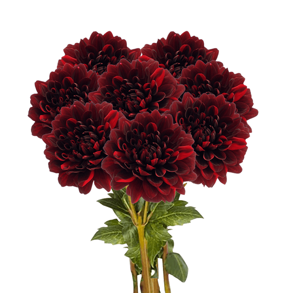 (OC) Dahlias Chocolate 6 Bunches For Delivery to Hattiesburg, Mississippi