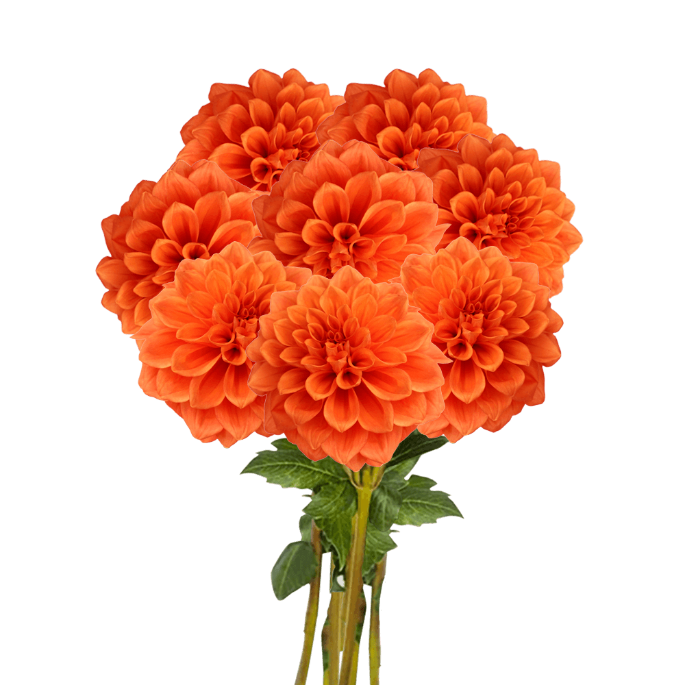 (OC) Dahlias Orange Stone 6 Bunches For Delivery to Fayetteville, Arkansas