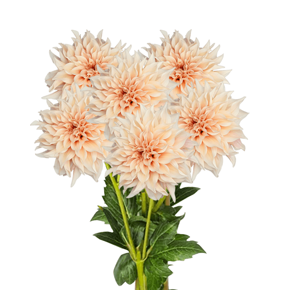 (OC) Dahlias Cafe Au Lait 6 Bunches For Delivery to Huntington, New_York
