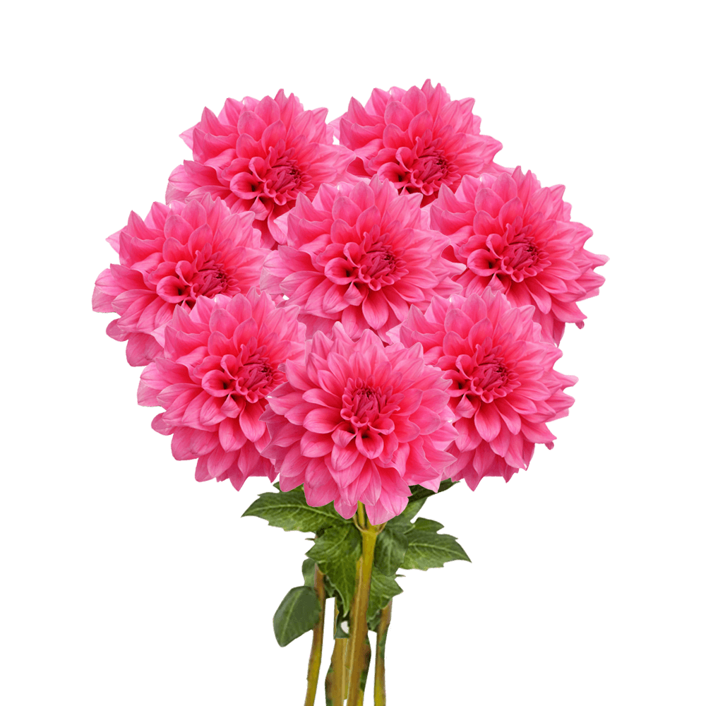 (OC) Dahlias Pink Quartz 6 Bunches For Delivery to Kissimmee, Florida