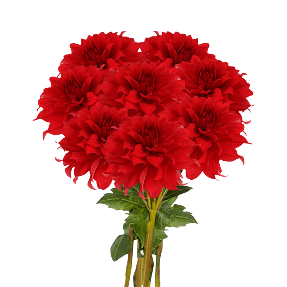 (OC) Dahlias Red Stone 6 Bunches For Delivery to Vicksburg, Mississippi