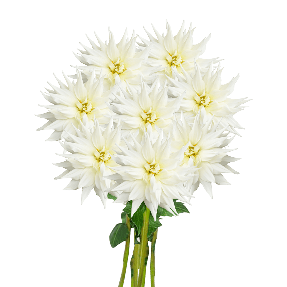 (OC) Dahlias White quartz 6 Bunches For Delivery to Memphis, Tennessee