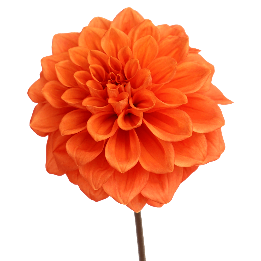 Fresh Dahlias Orange Flowers for Sale