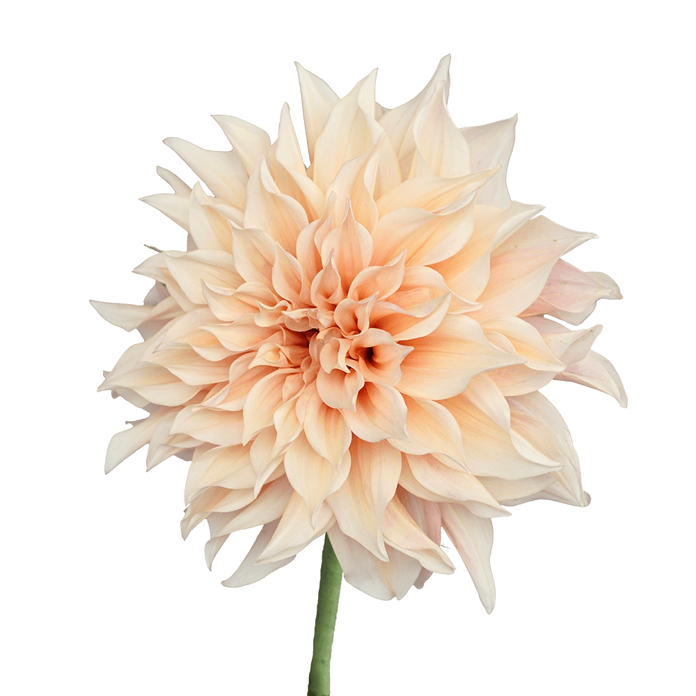 Fresh Dahlias Peach Flowers for Sale