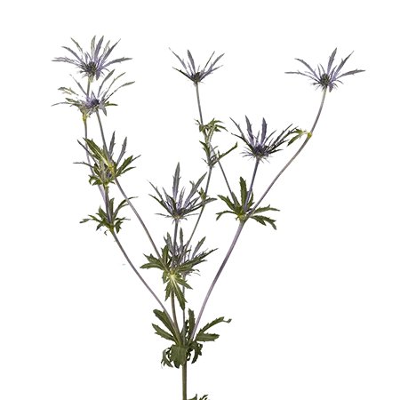 ERYNGIUM