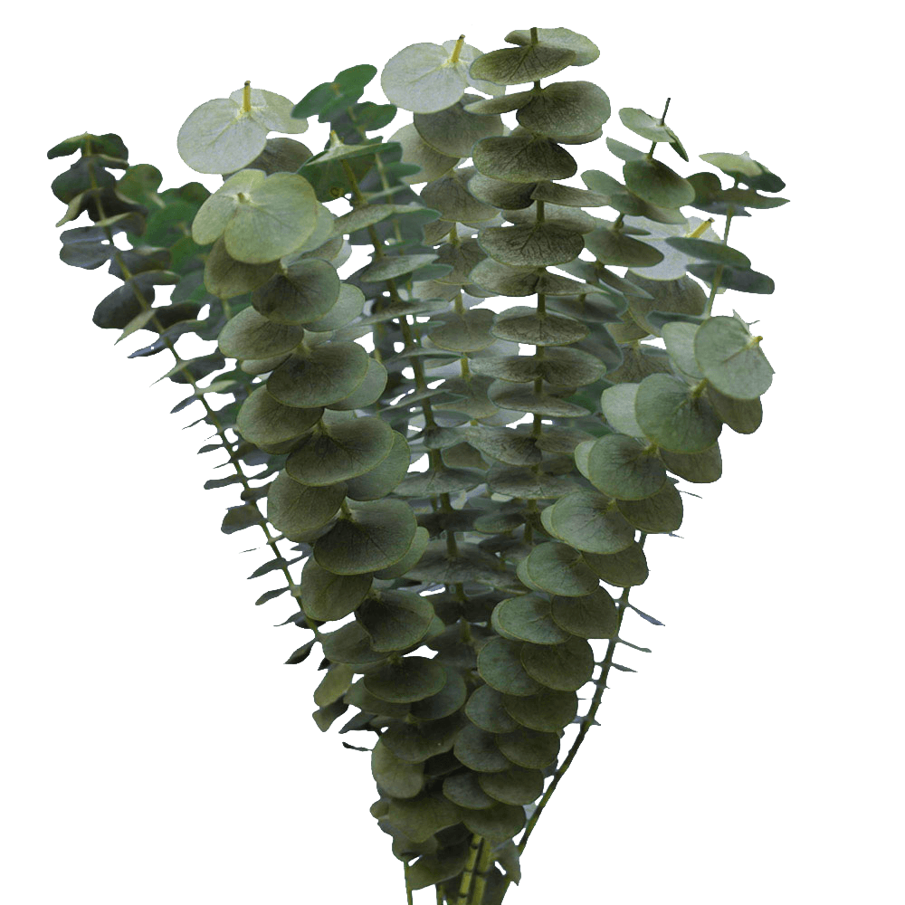 Fresh Eucalyptus Flower Online For Sale