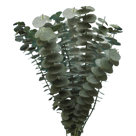 EUCALYPTUS