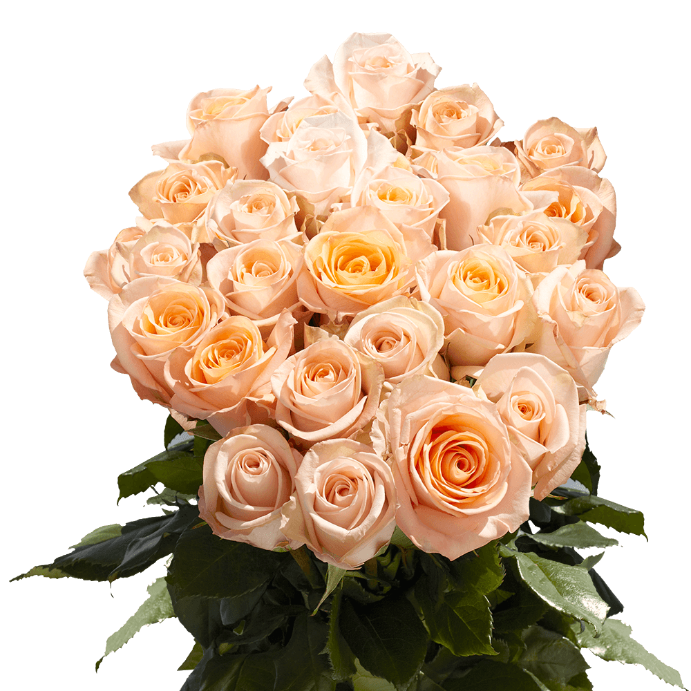 Fresh Flowers Bouquets 2 Dozen Peach Roses Lowest Price