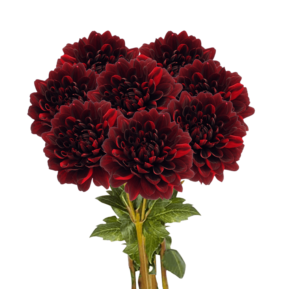 Fresh Flowers Burgundy Dahlias for Delivery