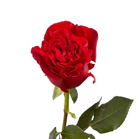 WANTEDHEARTSRED