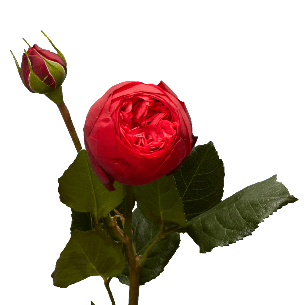 (OC) Garden Rose Piano Red Qty For Delivery to Seneca, South_Carolina