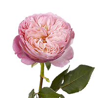 (OC) Garden Rose Constance Qty For Delivery to Oxnard, California