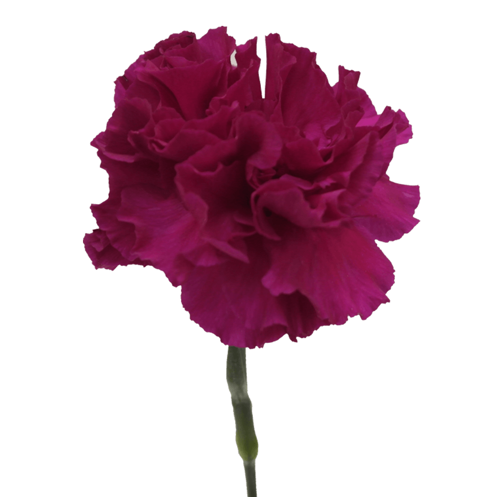 Monsenor Carnations Qty For Delivery to Hillsborough, North_Carolina