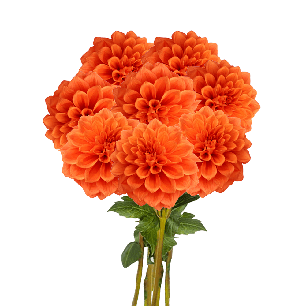 Fresh Flowers Orange Dahlias for Delivery