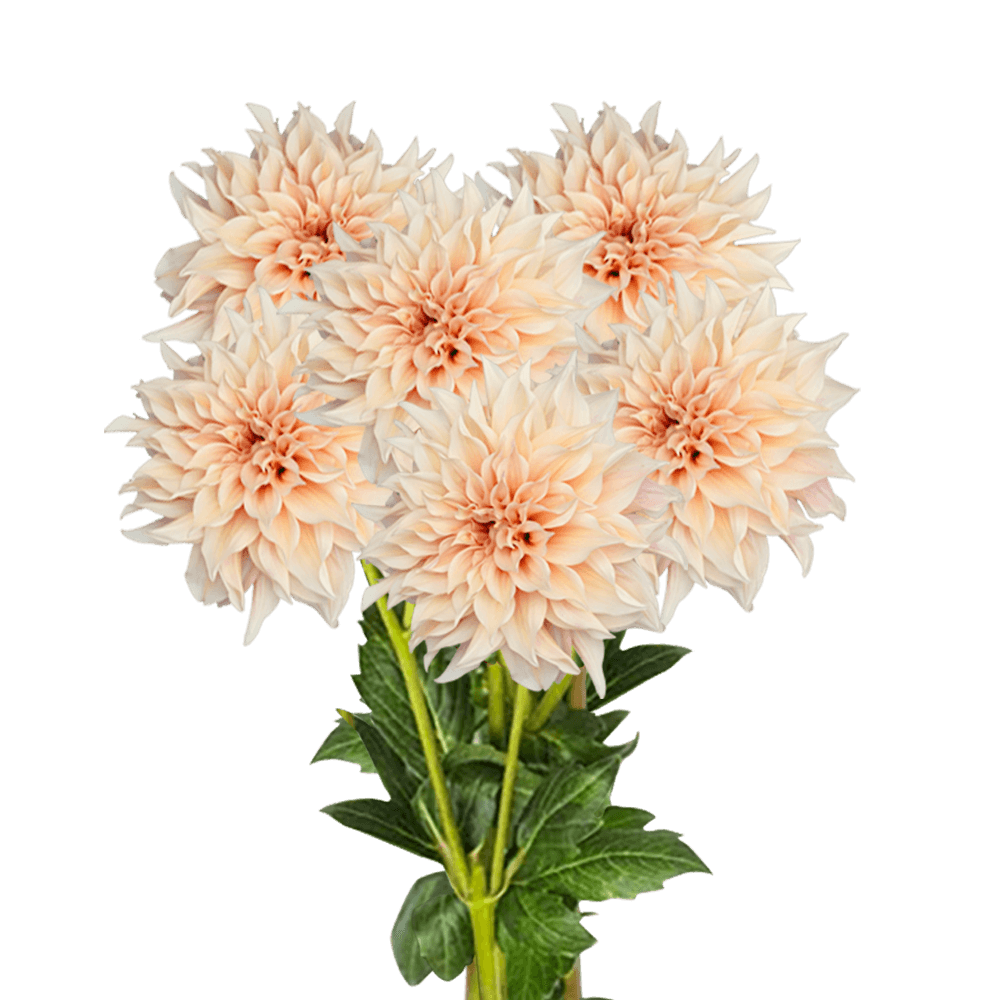 Fresh Flowers Peach Dahlias for Delivery