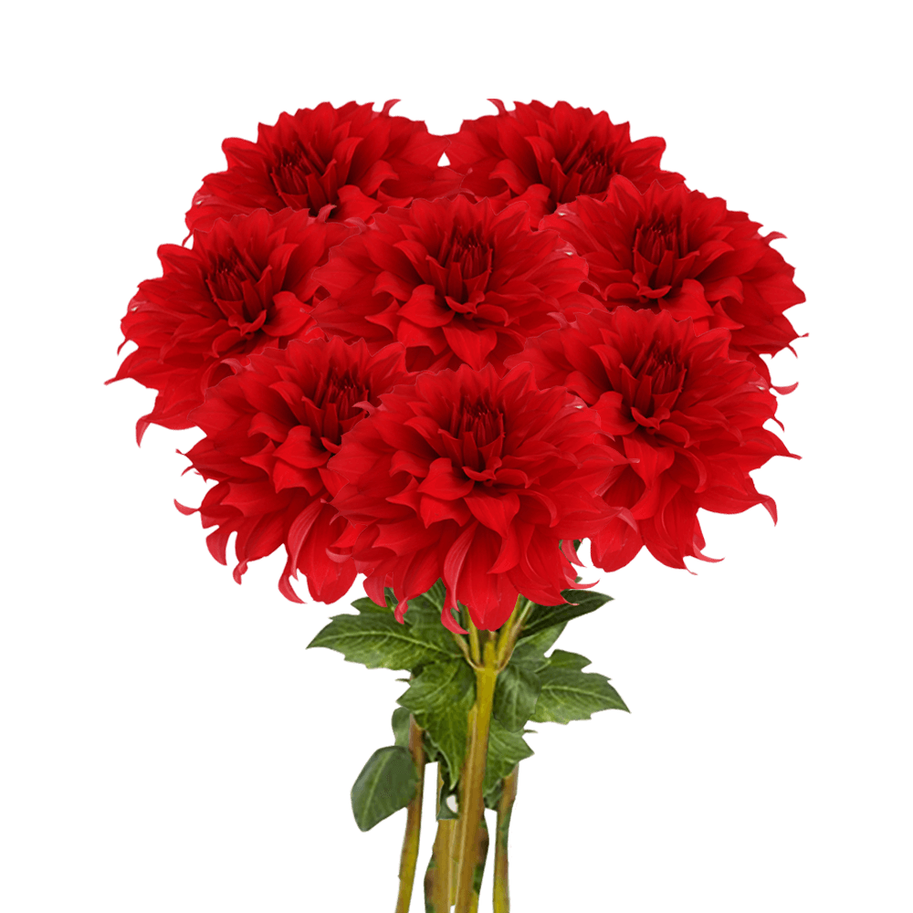Fresh Flowers Red Dahlias for Delivery
