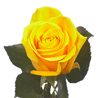 Qty of Valentines Day Yellow Roses For Delivery to West_Virginia