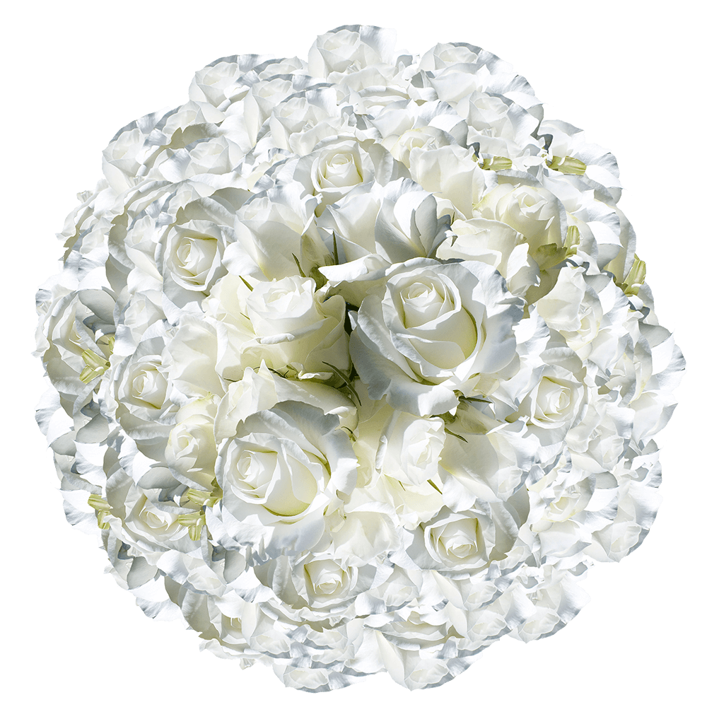 Fresh Gorgeous White Roses