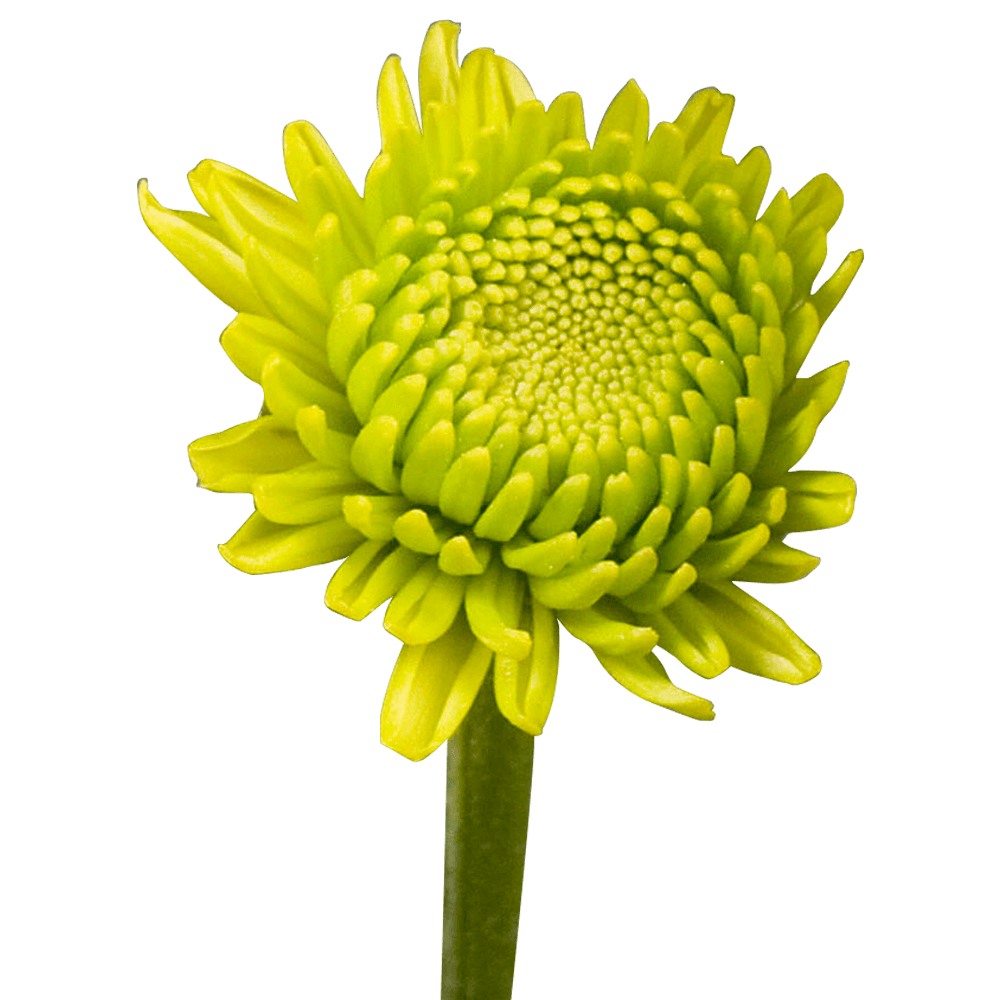 Fresh Green Chrysanthemum Button Flowers