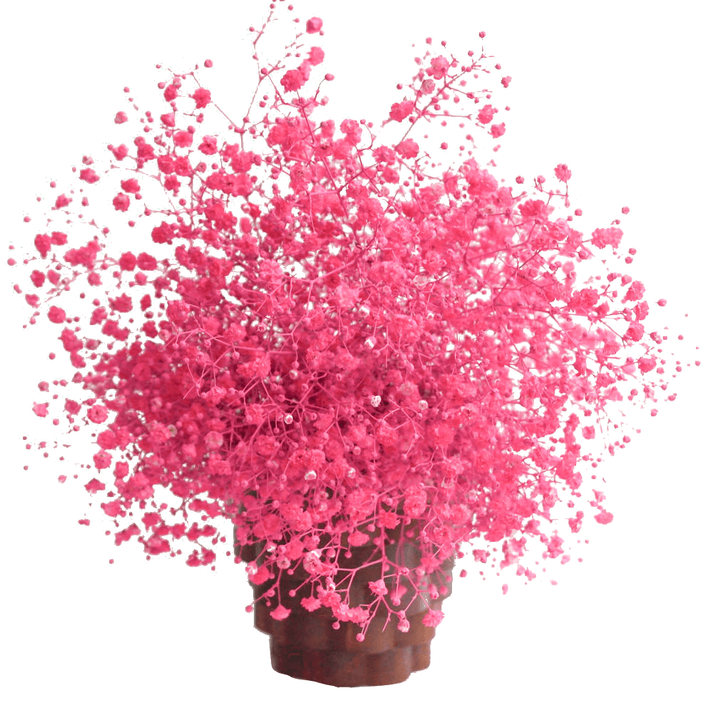 Close Pink Babys Breath Flower Natural Stock Photo 171147746