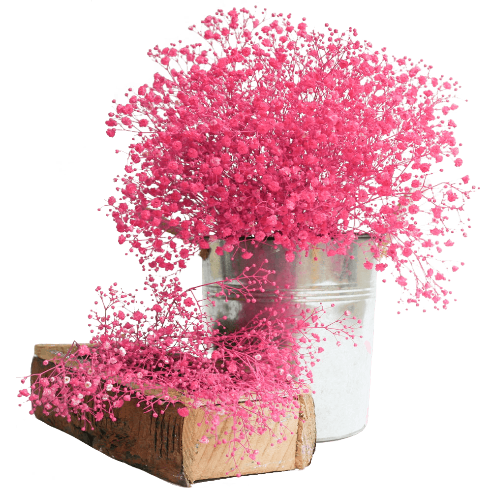 Fresh Hot Pink Babys Breath Natural Flowers For Sale