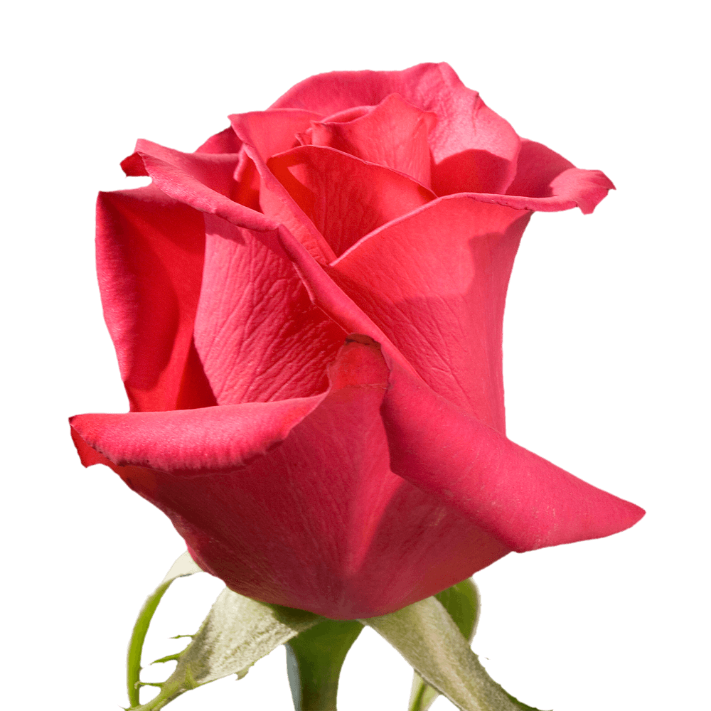Qty of Hot Princess Roses For Delivery to Faqs.Html, South_Carolina