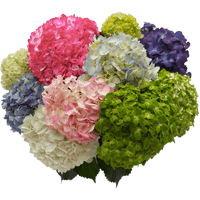 Your Choice Hydrangeas 40 (OC) For Delivery to Bellevue, Nebraska