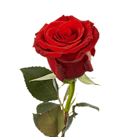 (HB) Single Sht Red Roses 100 For Delivery to Camp_Lejeune, North_Carolina