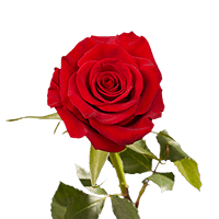 (HB) Single Sht Red Roses 100 For Delivery to Cabot, Arkansas