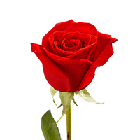 (HB) Single Sht Red Roses 100 For Delivery to Wake_Forest, North_Carolina