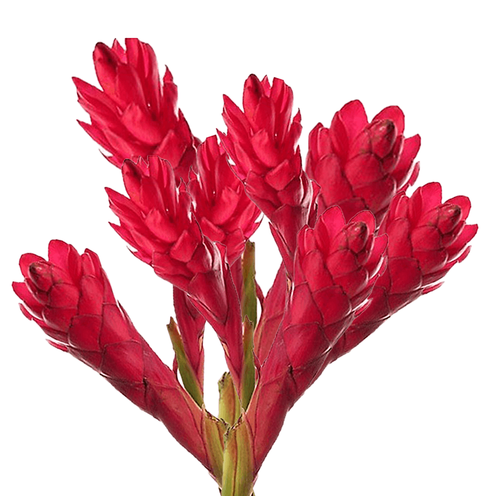 Fresh Large Red Ginger Tropical Flowers Online Delivery  Bunch of 50 Stems