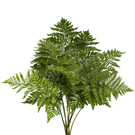 LEATHERLEAF