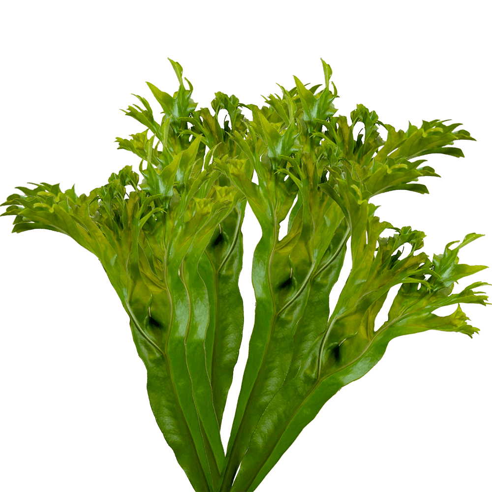 Fresh Lettuce Fern Tropical Greenery Online Delivery  Bunch of 200 Stems