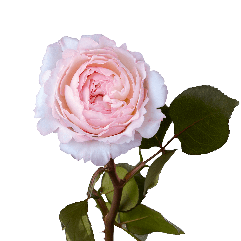 Fresh Light Pink Garden Roses For Sale