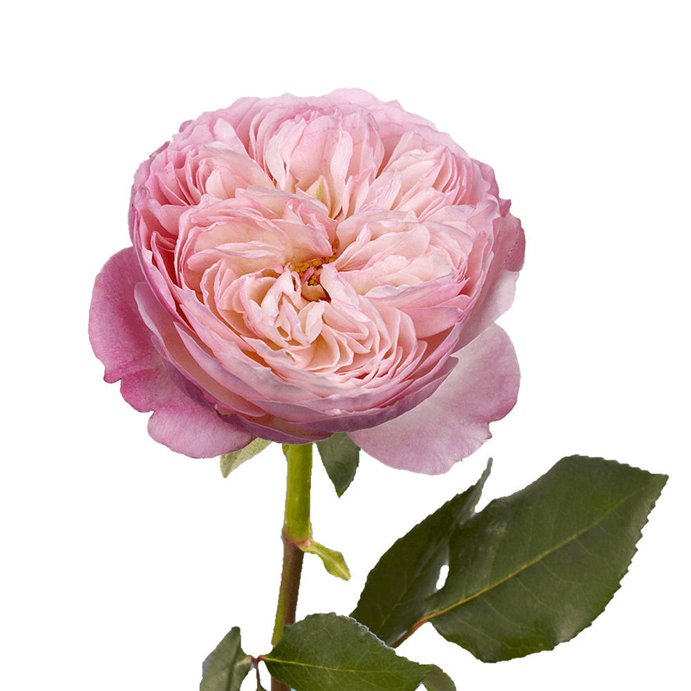 Fresh Light Pink Garden Roses Online For Sale