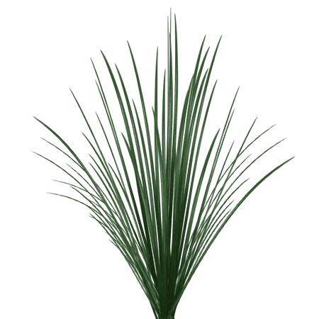 BEARGRASS
