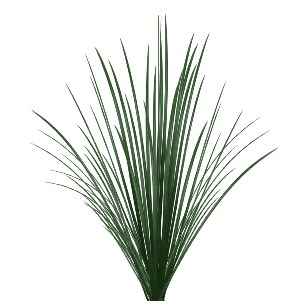 Fresh Lily Grass