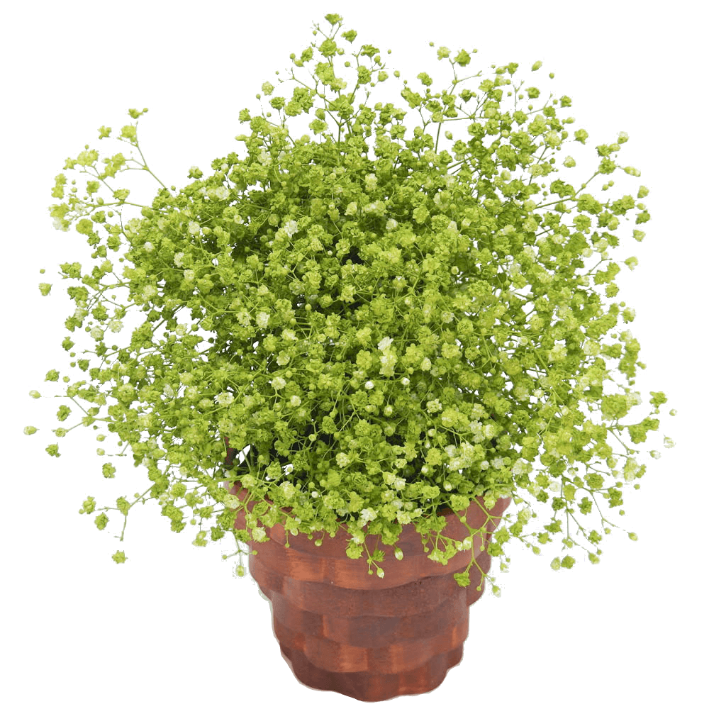 Lime Green Baby's Breath