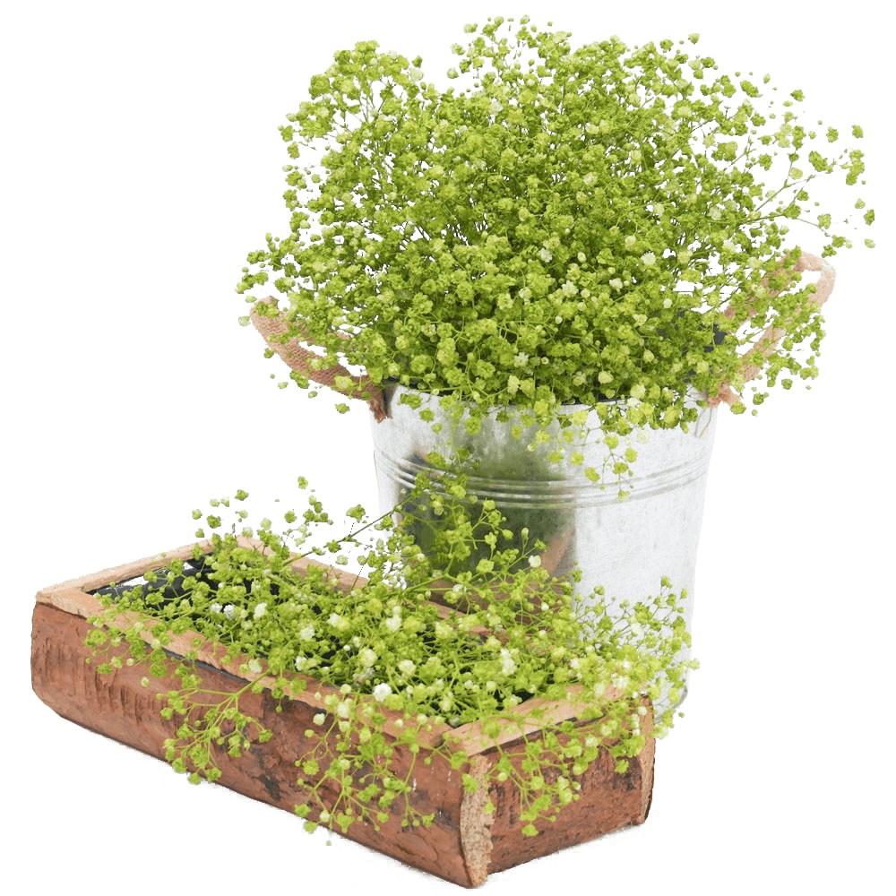 Fresh Lime Green Babys Breath Natural Flowers For Sale
