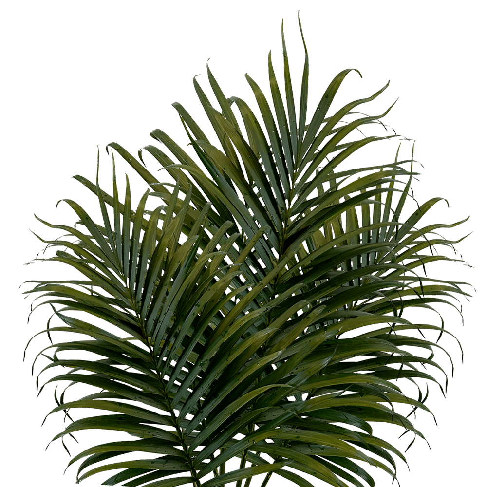 Fresh Medium Areca Palm Leaves Tropical Greenery Online Delivery  Bunch of 400 Stems
