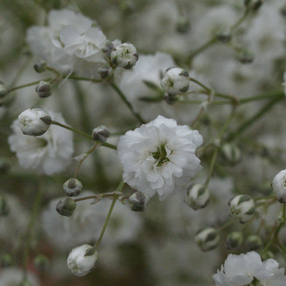 Fresh Million Star Gypsophila Flowers