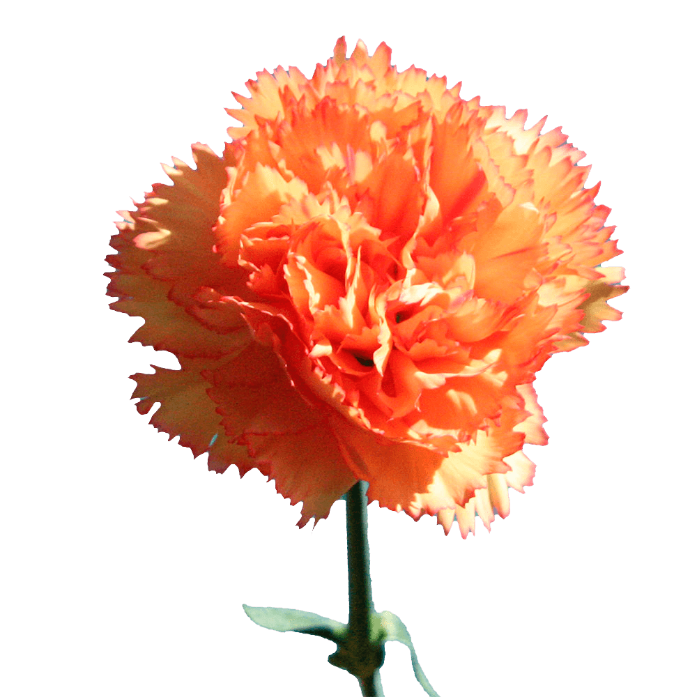 Qty of Dandi Carnations For Delivery to Savannah, Georgia