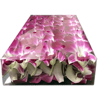 Orchid Blooms 100 (FedEx Small Box) For Delivery to Pompano_Beach, Florida