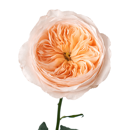 36 Juliet Garden Roses