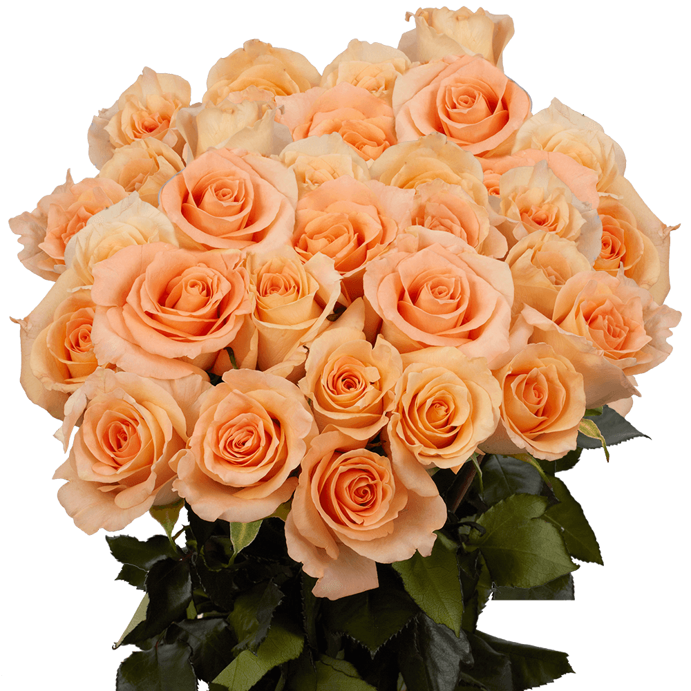 Fresh Peach Roses Parissiene Roses Online Special